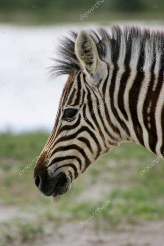 Closeup portrait of wild Burchell's Zebra (Equus quagga burchellii) looking side on Etosha National Park, Namibia.