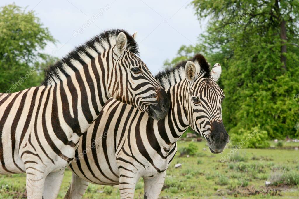 Side on portrait of two wild Burchell's Zebra (Equus quagga burchellii) cuddling Etosha National Park, Namibia.