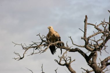 Tawny Eagle 'ın portresi (Aquila rapax) ağaç kanatlarında oturuyor Etosha Milli Parkı, Namibya.