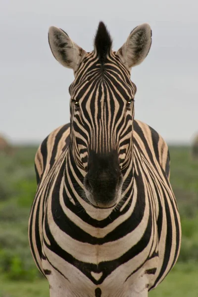 Frente Retrato Zebra Selvagem Burchell Equus Quagga Burchellii Olhando Para — Fotografia de Stock