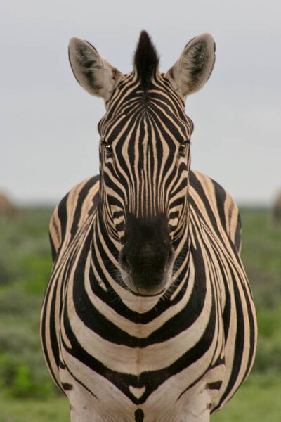 Front on portrait of wild Burchell's Zebra (Equus quagga burchellii) staring at camera perfect symmetry in nature Etosha National Park, Namibia.