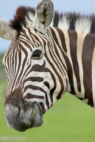 Strana Portrétu Divoké Burchell Zebra Equus Quagga Burchellii Zírající Kameru — Stock fotografie