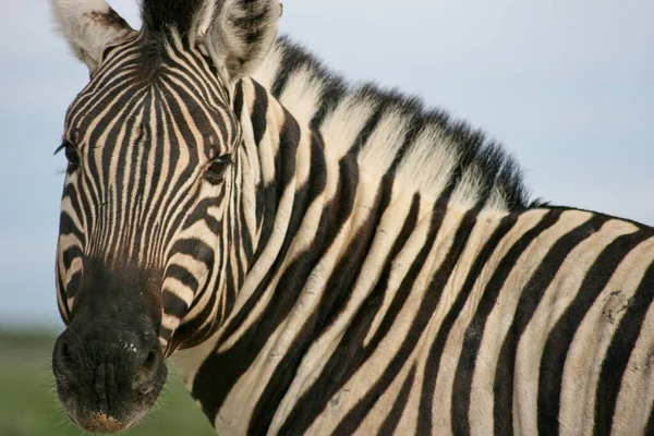 Front Porträtt Huvud Och Kropp Vild Burchell Zebra Equus Quagga — Stockfoto