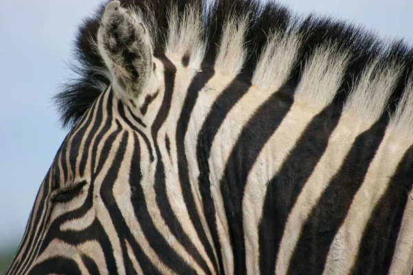 自然と動物のパターンを示すBurchell Zebra Equus Quagga Burchellii の頭部の肖像画の正面ナミビアのEtosha国立公園 — ストック写真
