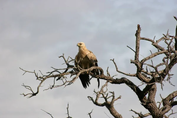Tawny Eagle 'ın portresi (Aquila rapax) ağaç kanatlarında oturuyor Etosha Milli Parkı, Namibya.