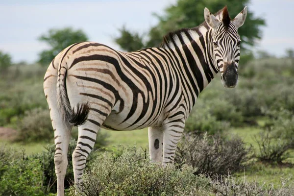 Lado Lado Retrato Zebra Burchell Equus Quagga Burchellii Olhando Para — Fotografia de Stock