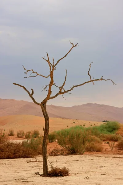 Vlei Caché Arbre Mort Dans Paysage Parc National Namib Naukluft — Photo