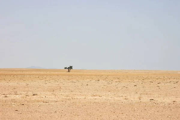 Árvore Única Paisagem Desolada Areia Deserto Solitaire Nâmbia — Fotografia de Stock