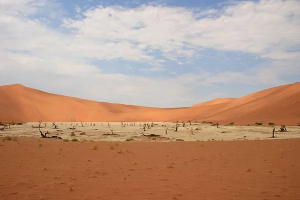 纳米比亚Namib Naukluft国家公园中隐藏的Vlei枯树景观 — 图库照片