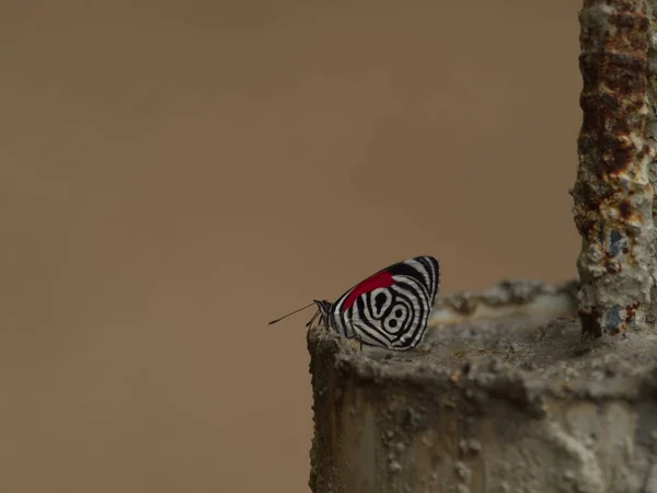 Κλείσιμο Του Ογδόντα Οκτώ Πεταλούδων Diaethria Anna Podocarpus National Park — Φωτογραφία Αρχείου
