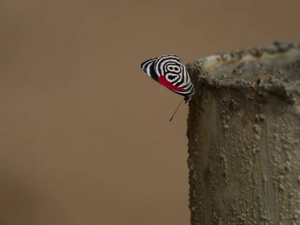 Detailní Záběr Vzhůru Nohama Osmdesát Osm Motýlů Diaethria Národní Park — Stock fotografie