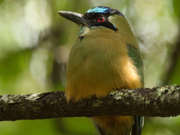 Detailní Záběr Modrokorunovaného Motmotýla Momotus Momota Sedícího Stromě Vilcabamba Ekvádor — Stock fotografie