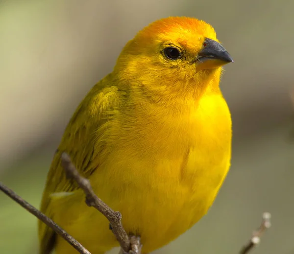 Closeup Yellow Warbler Setophaga Petechia Sentado Árvore Vilcabamba Equador — Fotografia de Stock