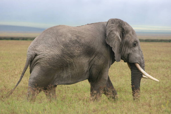 Side on portrait of wild elephant (Loxodonta africana) Ngorongoro Crater, Tanzania.