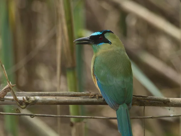 Close Portret Van Blauw Gekroonde Motmot Momotus Momota Zittend Boom — Stockfoto