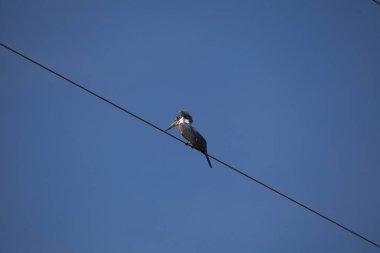 Renkli Halkalı Kingfisher 'ın (Megaceryle torquata) kablo üzerinde otururken Transpantaneira, Pantanal, Brezilya.