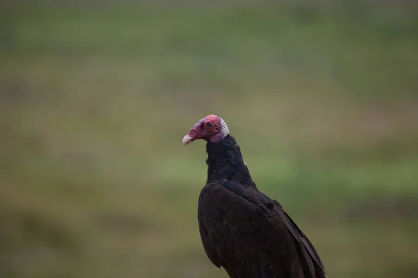 Closeup Turkey Vulture Cathartes Aura Plain Background Transpantaneira Pantanal Brasil — Fotografia de Stock