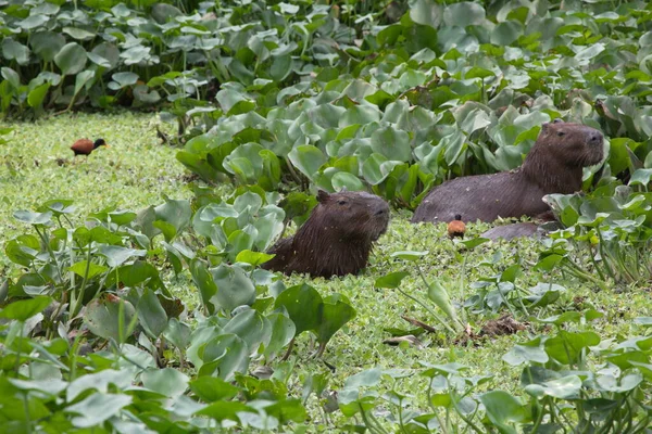 Famille Des Capybara Hydrochoerus Hydrochaeris Baignant Dans Les Eaux Vertes — Photo