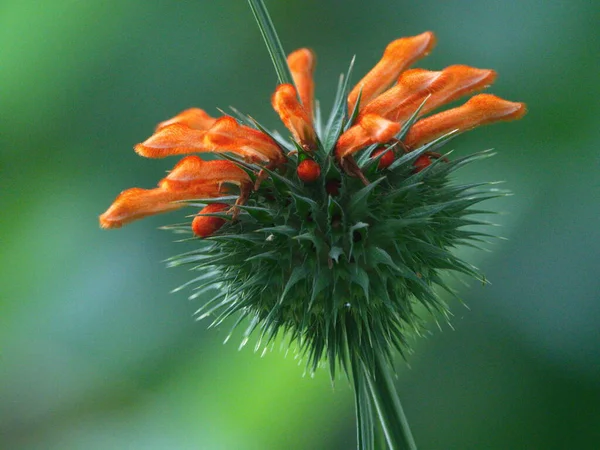 Nahaufnahme Der Wunderschönen Herzförmigen Orangen Wildblume Vilcabamba Ecuador — Stockfoto