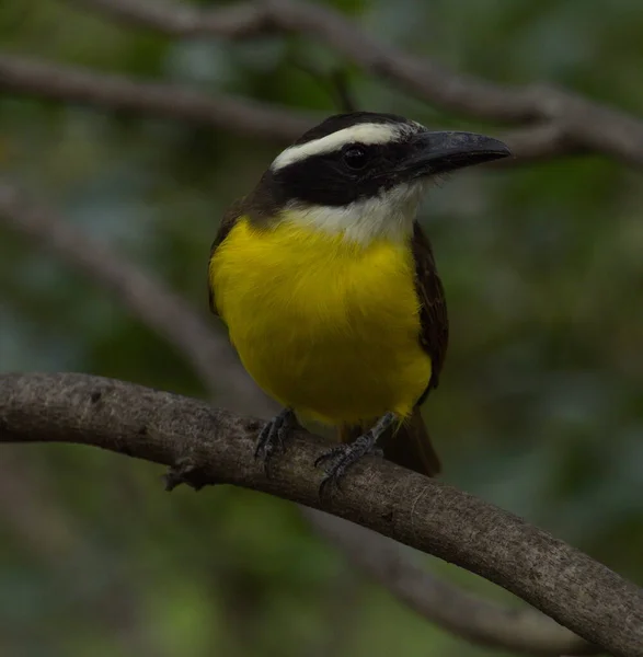 Kingbird Tropical Jaune Tyrannus Melancholicus Reposant Sur Une Branche Vilcabamba — Photo
