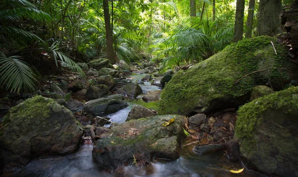 Timelapse Cámara Lenta Del Pequeño Río Que Corre Través Daintree — Foto de Stock