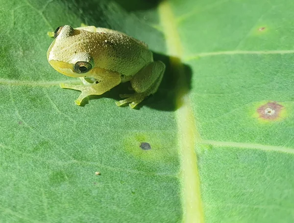 나뭇잎 리치필드 오스트레일리아 준주에 개구리의 — 스톡 사진