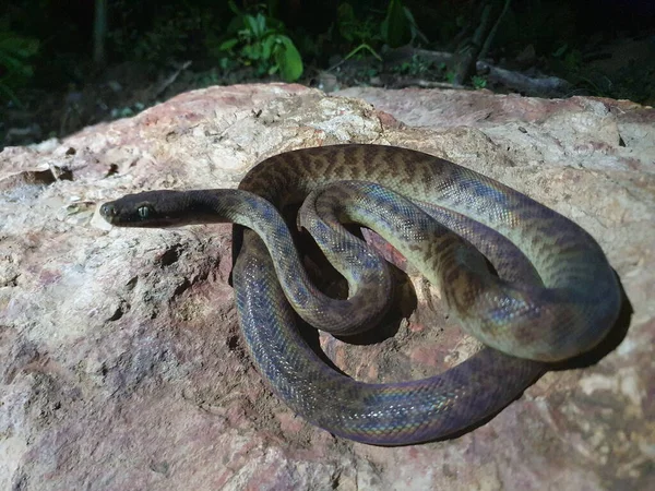 Närbild Brown Tree Orm Boiga Irregularis Hoprullad Och Vänd Mot — Stockfoto