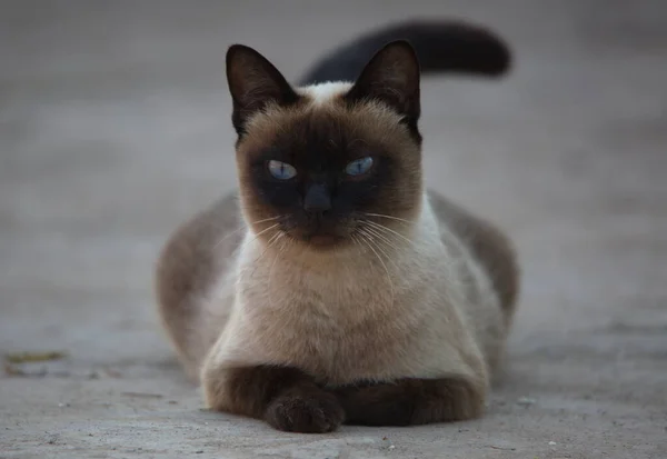 Nahaufnahme Auf Porträt Einer Schwarz Weißen Katze Mit Auffallend Blauen — Stockfoto
