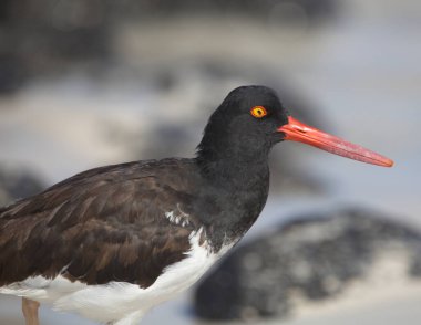 Lav Martı 'nın (Larus fuliginosus) portresinin yakın çekim tarafı Ekvador' daki Galapagos Adaları 'na bakan kırmızı göz..