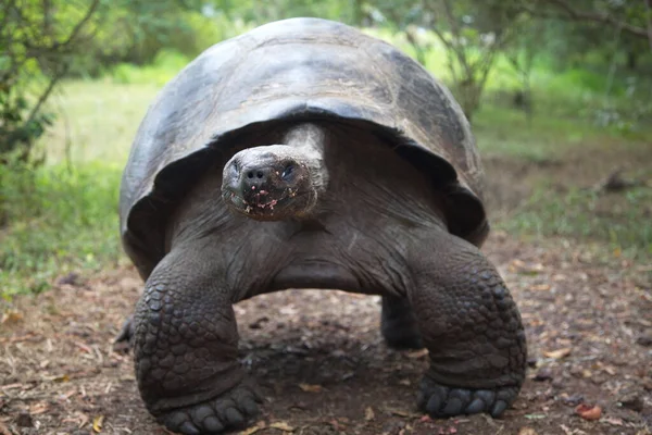 Nahaufnahme Einer Galapagos Schildkröte Chelonoidis Nigra Die Auf Die Galapagos — Stockfoto