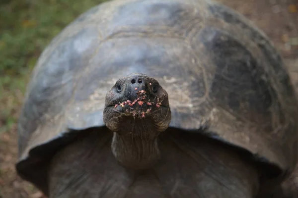 Portrait Rapproché Tortue Des Galapagos Chelonoidis Nigra Recouverte Fruits Regardant — Photo