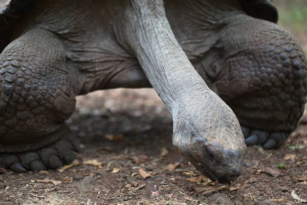 Galapagos Teknős Chelonoidis Nigra Nyakszorító Kinyújtott Galapagos Szigetek Ecuador — Stock Fotó