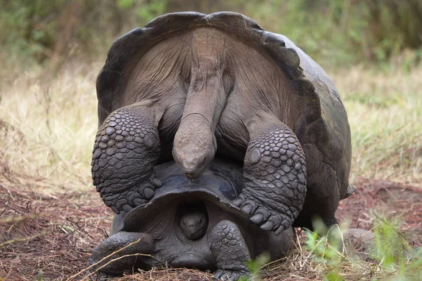 Extrém Közelkép Két Galapagos Teknős Chelonoidis Nigra Párzásáról Ecuadori Galapagos — Stock Fotó