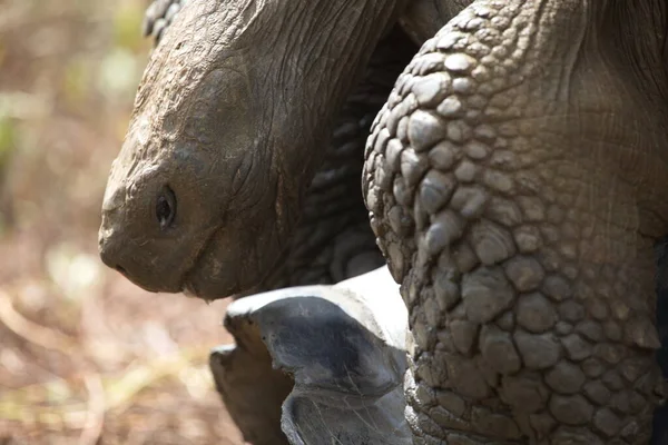 Extrémní Detailní Portrét Želvy Galapágy Chelonoidis Nigra Galapágách Ekvádor — Stock fotografie