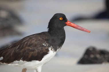 Lav Martı 'nın (Larus fuliginosus) portresinde kırmızı gözlü kamera Galapagos Adaları, Ekvador.