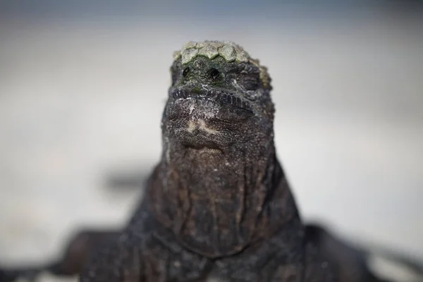 Deniz Iguana 'nın portresi (Amblyrhynchus cristatus) doğrudan kamera Galapagos Adaları, Ekvador' a bakıyor.