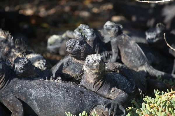 Grupo Iguanas Marinhas Amblyrhynchus Cristatus Reunidas Sobre Rochas Ilhas Galápagos — Fotografia de Stock