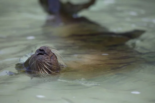 Portret Bliska Głowy Galapagos Futer Seal Arctocephalus Galapagoensis Wystającej Wody — Zdjęcie stockowe