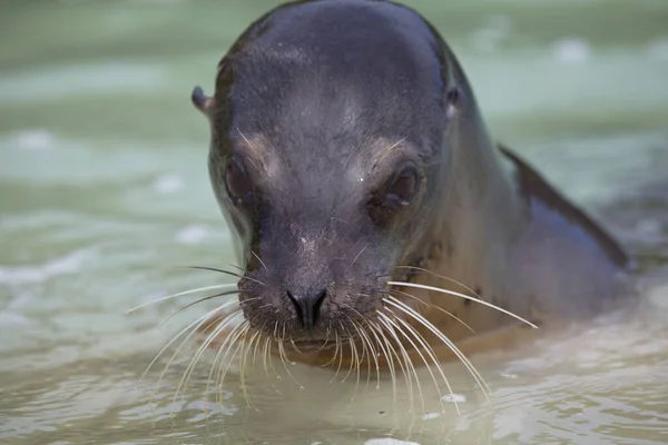 Frente Close Retrato Galápagos Fur Seal Arctocephalus Galapagoensis Cabeça Saindo — Fotografia de Stock