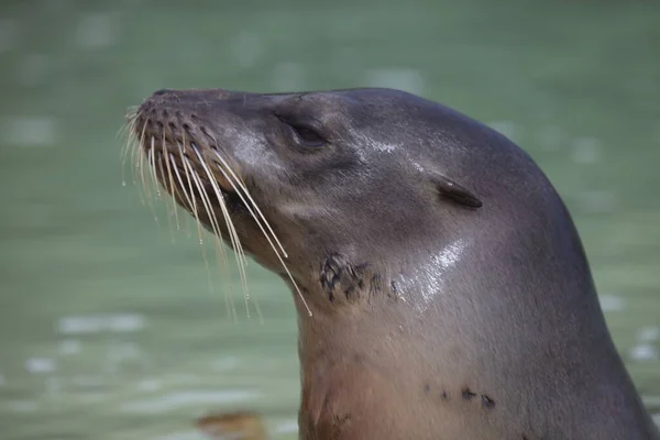 갈라파고스푸어 Arctocephalus Galapagoensis 초상의 옆면에 머리가물 밖으로 내밀고 에콰도르 갈라파고스 — 스톡 사진