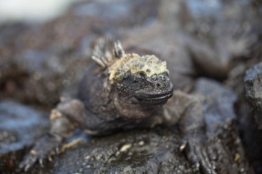 Deniz Iguana 'nın portresi (Amblyrhynchus cristatus) üzerinde Galapagos Adaları, Ekvador' da oturuyor..