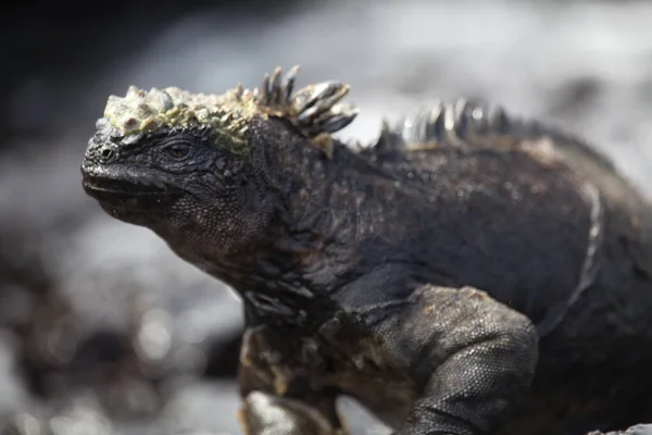 Deniz İguanası 'nın (Amblyrhynchus kristali) Galapagos Adaları, Ekvador' daki kayaların yanında.