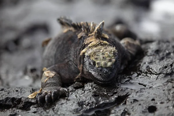 Cabeça Retrato Iguana Marinha Amblyrhynchus Cristatus Olhando Para Câmera Ilhas — Fotografia de Stock