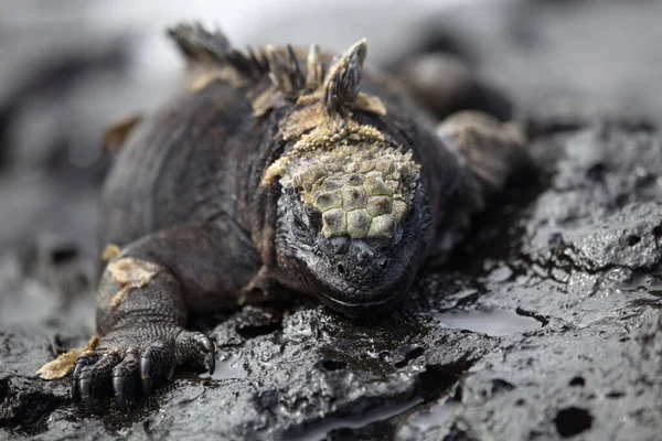 Close Head Portrait Marine Iguana Amblyrhynchus Cristatus Olhando Para Câmera — Fotografia de Stock