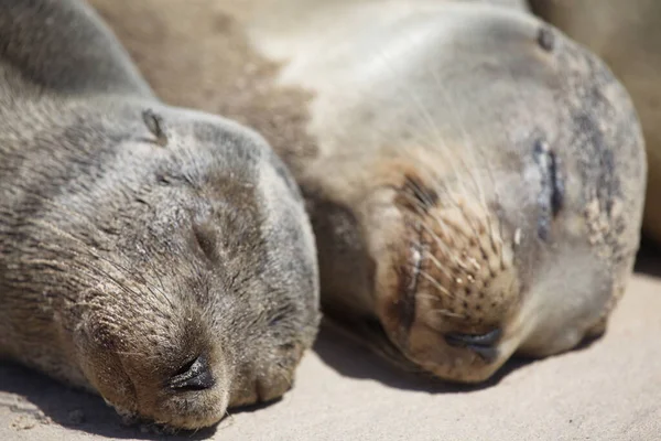 İki Galapagos Kürk Fok (Arctocephalus galapagoensis) filminin yakın plan portresi Galapagos Adaları, Ekvador
