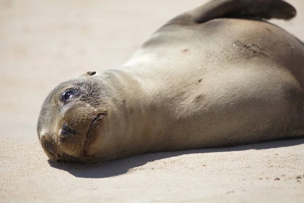 Portret Dziecka Galapagos Futer Seal Arctocephalus Galapagoensis Leżącego Piasku Wysp — Zdjęcie stockowe