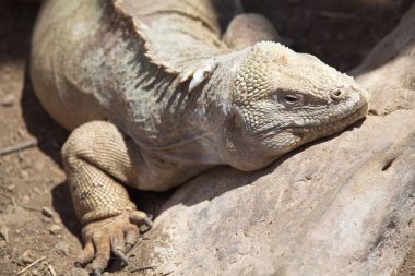 Galapagos Adaları, Ekvador 'daki Galapagos Adaları' ndaki lav kayalıklarında duran Galapagos Pengueni 'nin portresi.