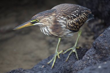Lava Heron 'un (Butorides sundevalli) yakın plan portresi Galapagos Adaları, Ekvador' da balık tutuyor..