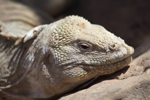 Portré Galpagos Pingvin Álló Láva Sziklák Galapagos Szigetek Ecuador — Stock Fotó