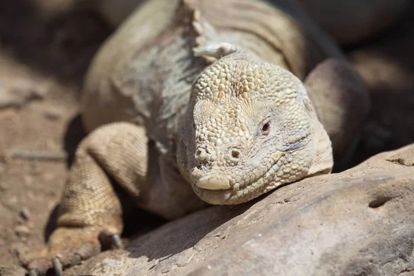 Portrét Tučňáka Galpagského Stojící Lávových Skalách Galapágy Ekvádor — Stock fotografie